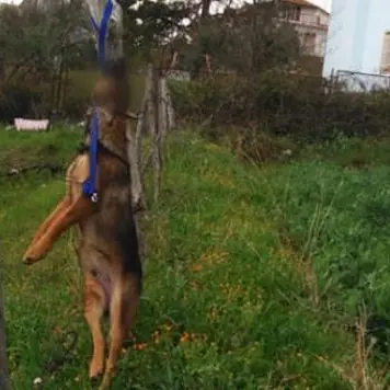 Cane impiccato a un palo, orrore a Cassano. I volontari: «Chi sa parli»