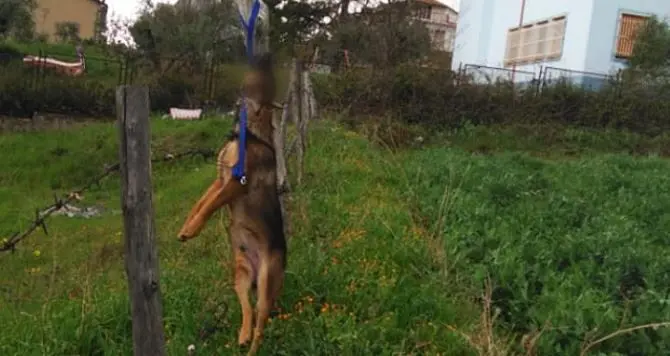 Cane impiccato a un palo, orrore a Cassano. I volontari: «Chi sa parli»