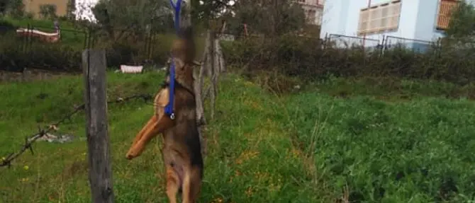 Cane impiccato a un palo, orrore a Cassano. I volontari: «Chi sa parli»