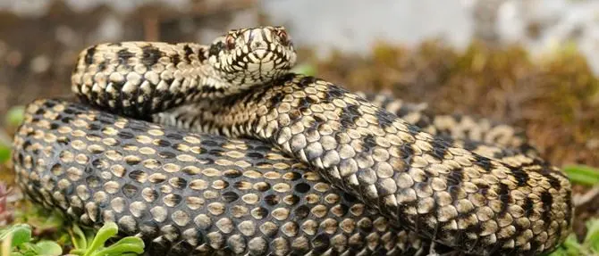 Mesoraca, deteneva illegalmente vipere e tartarughe: denunciato