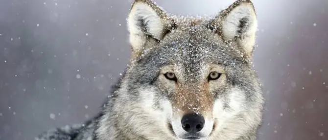 Lupo trovato morto nel Cosentino, potrebbe essere stato investito