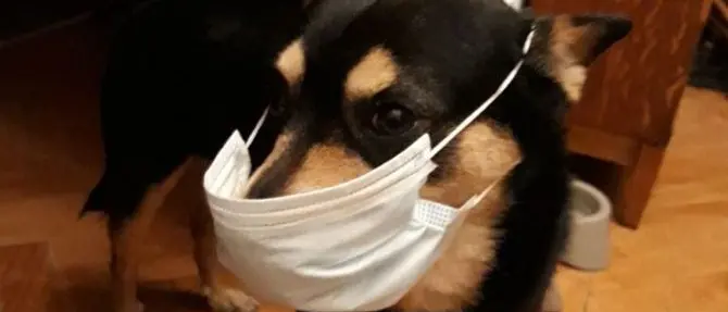 Coronavirus e gestione degli animali: cosa si può fare e cosa no