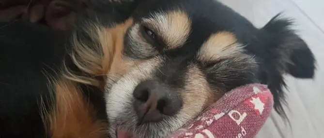 Il cane in quarantena, come gestirlo? Tutti i consigli dell’esperto