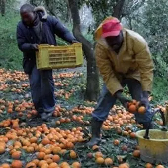 «Braccianti vittime del virus, non colpevoli»: la replica all'assessore Spirlì