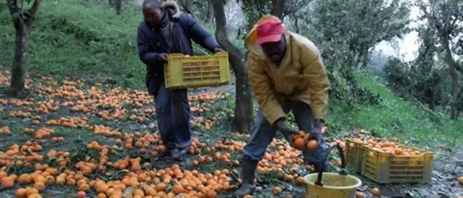 «Braccianti vittime del virus, non colpevoli»: la replica all'assessore Spirlì