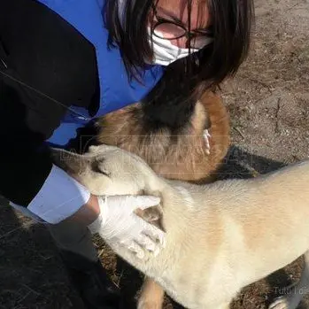 Mascherina, guanti e amore: i volontari che anche ora accudiscono i randagi