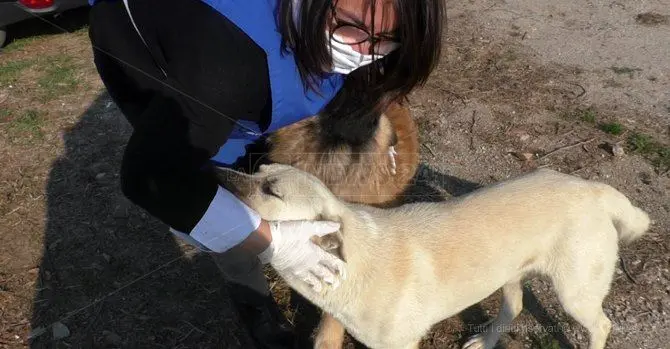 Mascherina, guanti e amore: i volontari che anche ora accudiscono i randagi