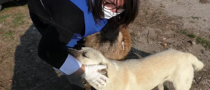 Mascherina, guanti e amore: i volontari che anche ora accudiscono i randagi
