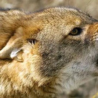 La vergogna del contagio a causa degli sciacalli della porta accanto