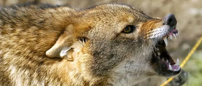 La vergogna del contagio a causa degli sciacalli della porta accanto