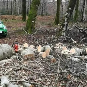 Parco Aspromonte, beccato a tagliare alberi di faggio: deferito un uomo