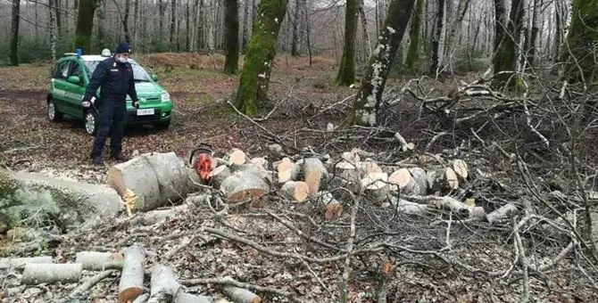 Parco Aspromonte, beccato a tagliare alberi di faggio: deferito un uomo