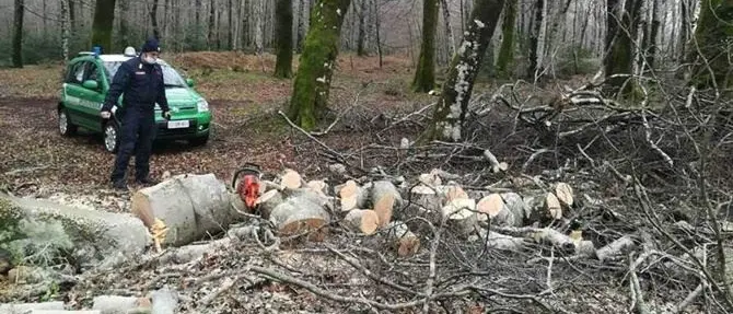 Parco Aspromonte, beccato a tagliare alberi di faggio: deferito un uomo