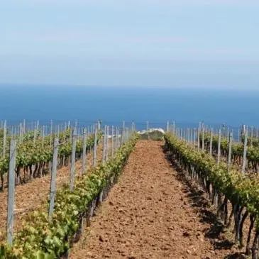 Furto a cooperativa anti-racket nel Reggino, rubati tutti gli attrezzi agricoli