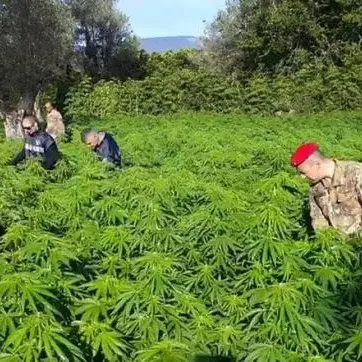 Coltivava marijuana nelle campagne di Gerace, arrestato 55enne
