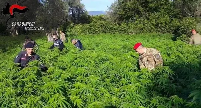 Coltivava marijuana nelle campagne di Gerace, arrestato 55enne