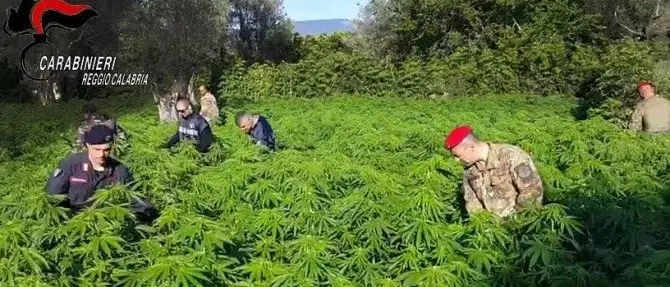 Coltivava marijuana nelle campagne di Gerace, arrestato 55enne
