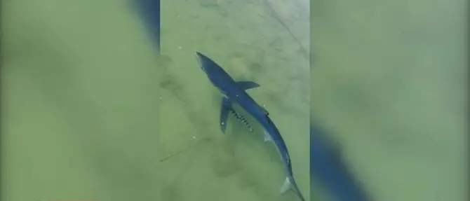 Uno squalo nelle acque del porto di Vibo Marina: “Dove sono finiti tutti?”