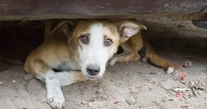 Longobucco: bocconi avvelenati per uccidere cani, denunciati due allevatori