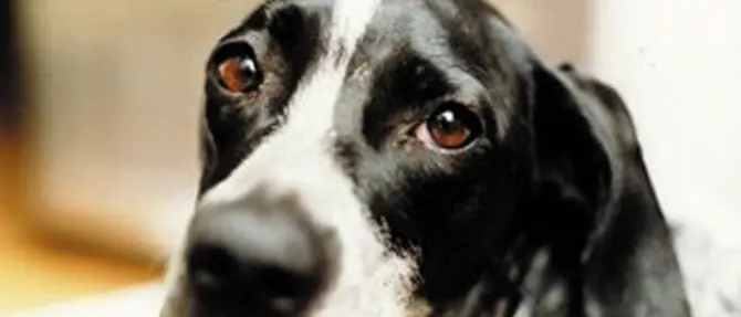 Multe a chi cura i randagi, l’Enpa: «Non sono furbetti. Servono norme chiare»