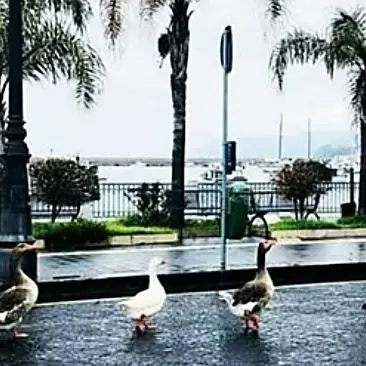 Oche a spasso sul lungomare di Vibo Marina, la natura si riprende i suoi spazi