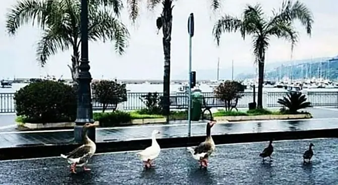 Oche a spasso sul lungomare di Vibo Marina, la natura si riprende i suoi spazi