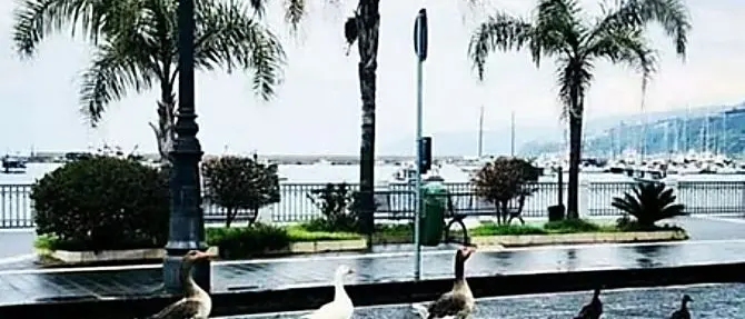 Oche a spasso sul lungomare di Vibo Marina, la natura si riprende i suoi spazi