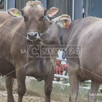 La crisi non ferma la Fattoria della Piana: «Proseguiamo, ma ci serve aiuto»