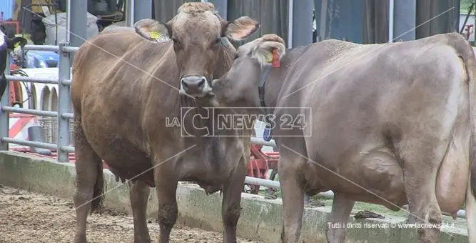 La crisi non ferma la Fattoria della Piana: «Proseguiamo, ma ci serve aiuto»