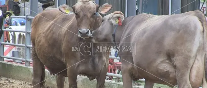 La crisi non ferma la Fattoria della Piana: «Proseguiamo, ma ci serve aiuto»