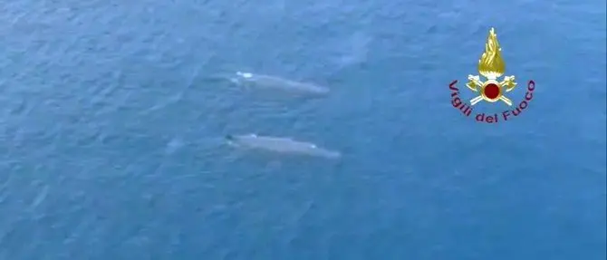 Le balene solcano lo Stretto di Messina: la natura si riprende i suoi spazi