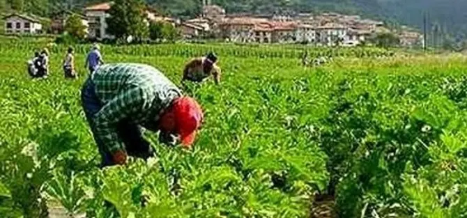 Coronavirus: agricoltura e braccianti vittime della pandemia, ma la Regione latita