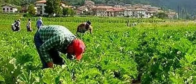 Coronavirus: agricoltura e braccianti vittime della pandemia, ma la Regione latita