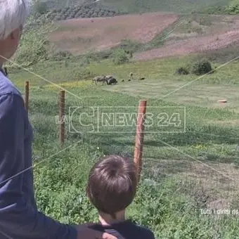 Coronavirus, il felice isolamento del contadino calabrese: «È un tempo di rinascita»