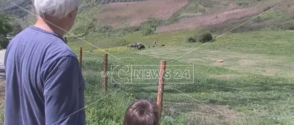 Coronavirus, il felice isolamento del contadino calabrese: «È un tempo di rinascita»