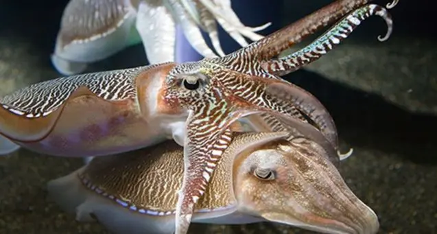 Una femmina come… esca: l’antica tecnica calabrese di pesca alla seppia