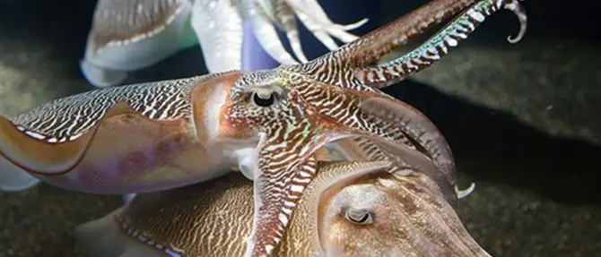 Una femmina come… esca: l’antica tecnica calabrese di pesca alla seppia