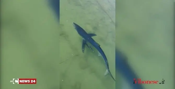 Il porto di Vibo Marina come un’aosi faunistica, la natura torna a respirare