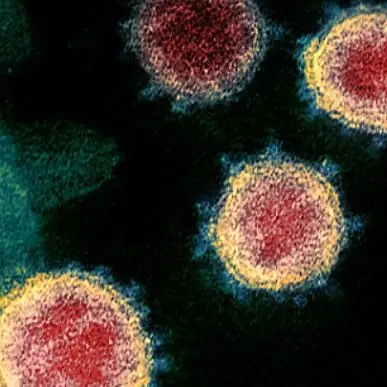 Coronavirus, l'infettivologo: «Il Covid-19 perde forza. Si spegnerà da solo»