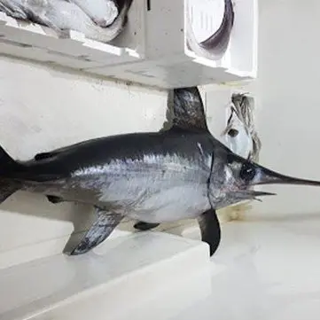 Gizzeria, pesce spada in cattivo stato di conservazione pronto alla vendita: sequestrato