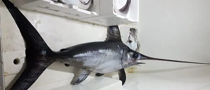 Gizzeria, pesce spada in cattivo stato di conservazione pronto alla vendita: sequestrato