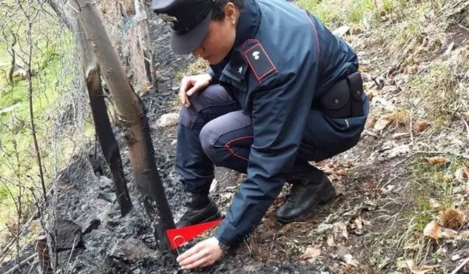 In fiamme due ettari di bosco nella Sila, denunciato il responsabile