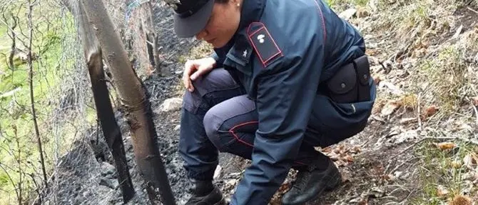 In fiamme due ettari di bosco nella Sila, denunciato il responsabile
