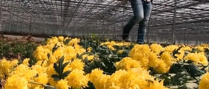Crisi da coronavirus, il futuro appassisce insieme a milioni di fiori nei vivai calabresi