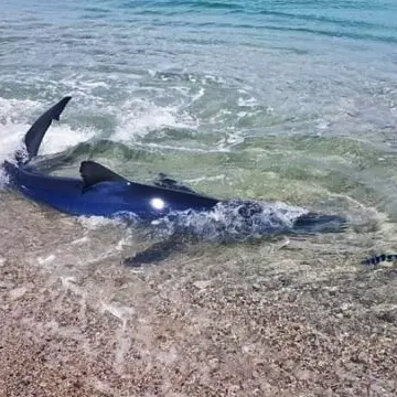 Nella baia di Soverato uno squalo azzurro raggiunge la riva: le foto