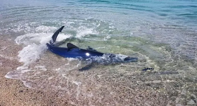 Nella baia di Soverato uno squalo azzurro raggiunge la riva: le foto