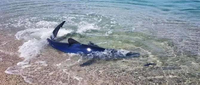 Nella baia di Soverato uno squalo azzurro raggiunge la riva: le foto
