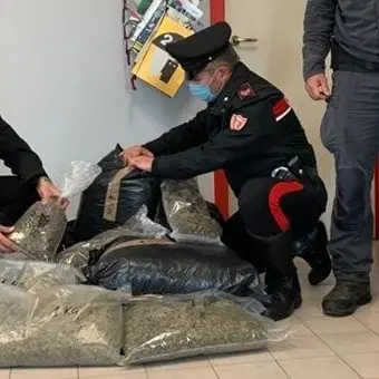 Cetraro, beccati in casa con 15 chili di marijuana: arrestati dai carabinieri