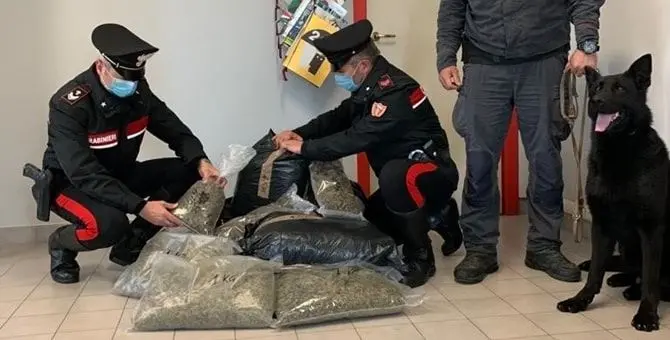 Cetraro, beccati in casa con 15 chili di marijuana: arrestati dai carabinieri