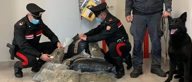Cetraro, beccati in casa con 15 chili di marijuana: arrestati dai carabinieri